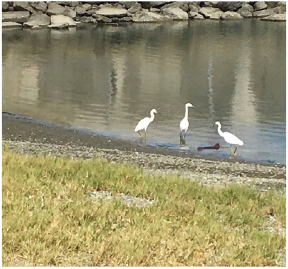 Egrets at Heron’s Head Park. Photo: Jacob Bourne